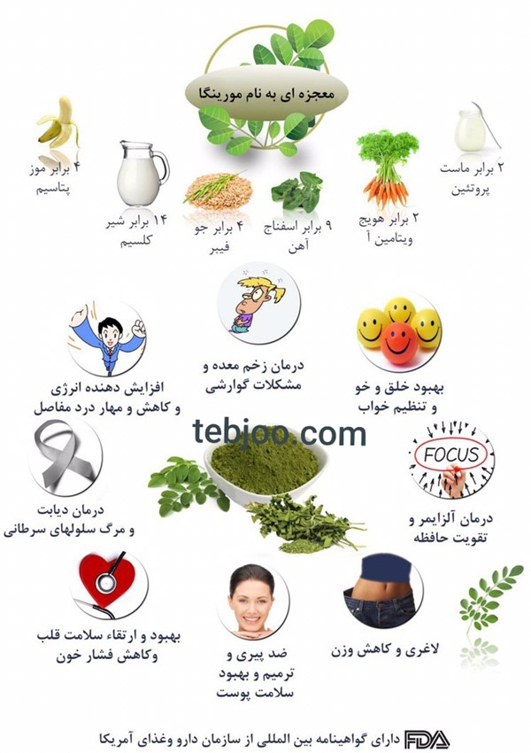 خواص گیاه دارویی مورینگا اولیفرا طب جو برگ دارویی 